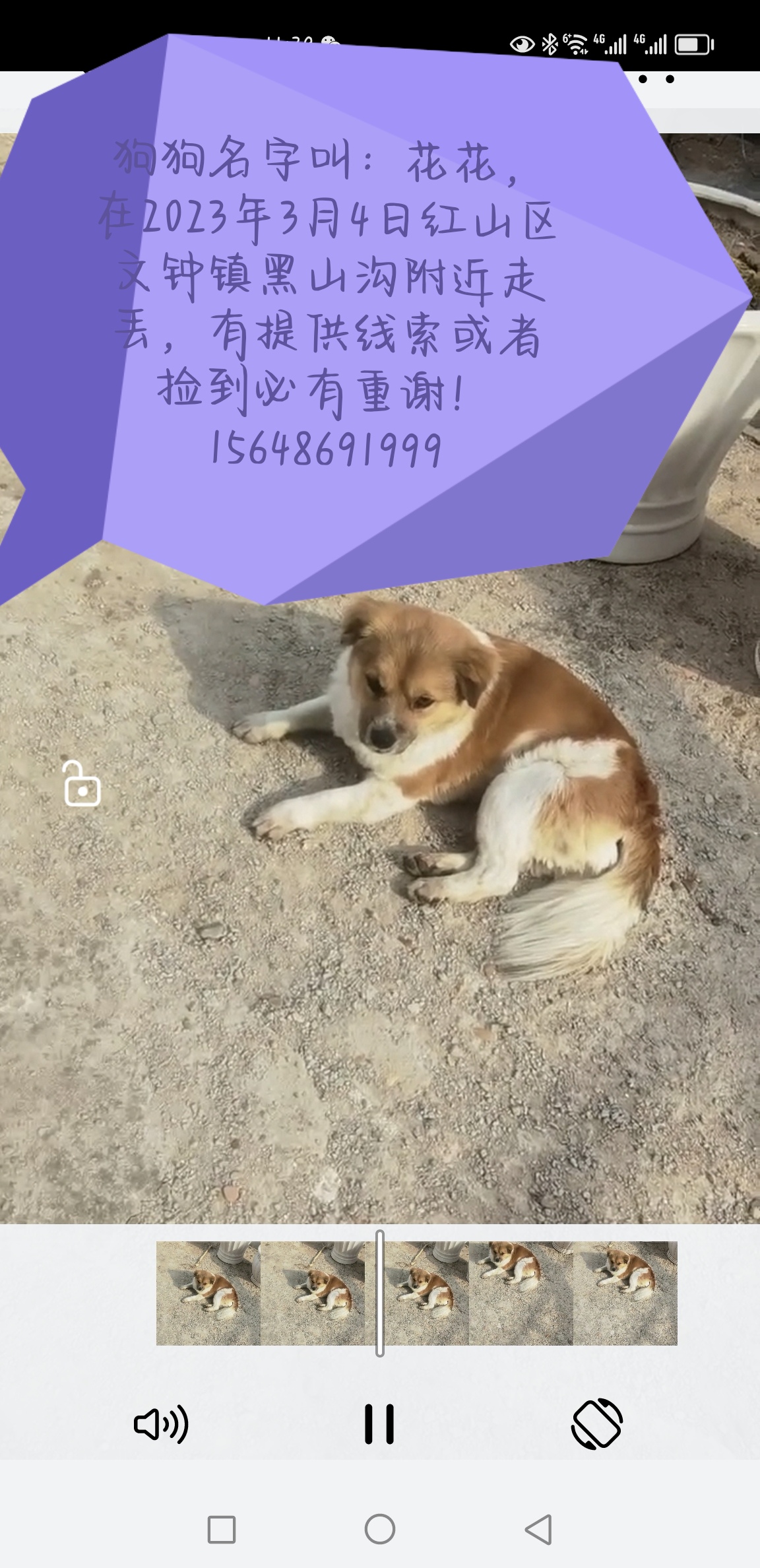 寻找爱犬