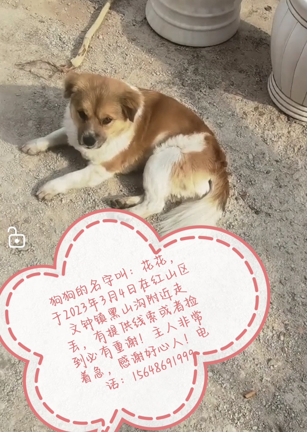 寻找狗狗